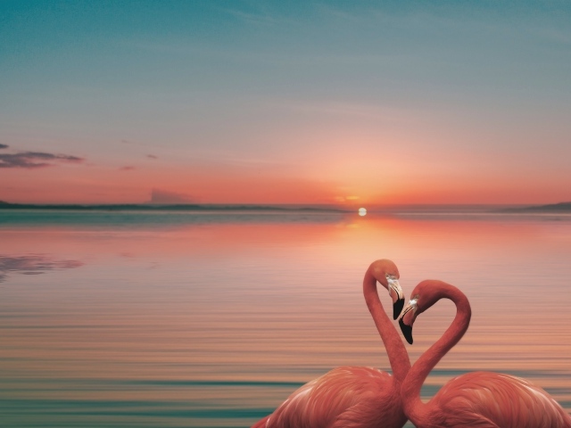 Два розовых фламинго в воде на закате солнца