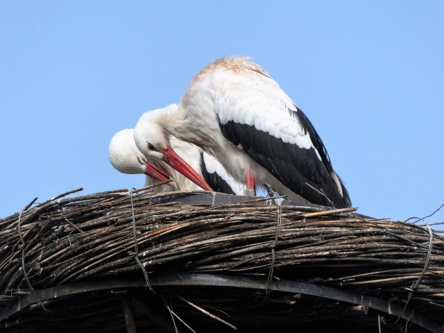 Два аиста в гнезде 