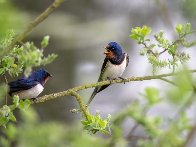 Два стрижа сидят на ветке дерева