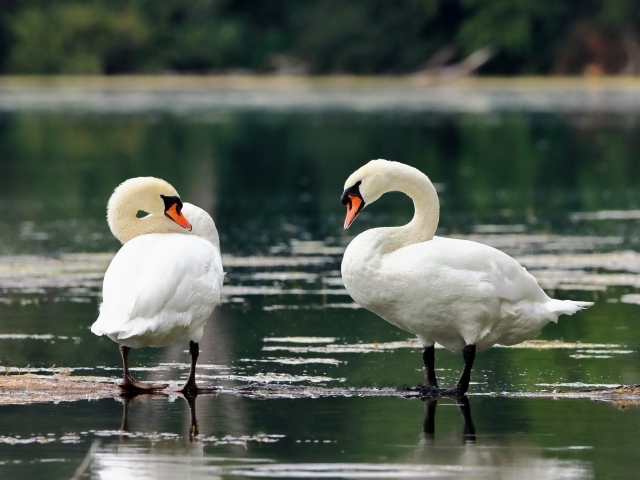 Два белых лебедя стоят в воде на берегу озера