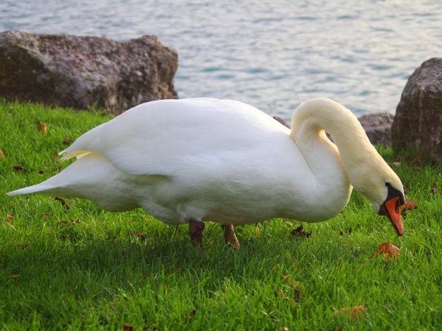 Белый лебедь на зеленой траве у воды