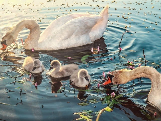 Белые лебеди с птенцами в воде