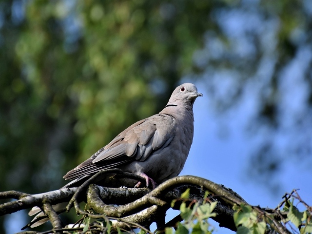 Дикий серый голубь сидит на ветке