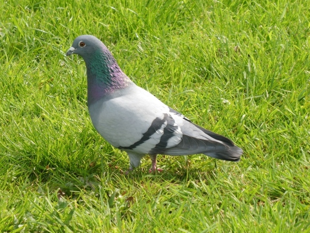 Дикий голубь стоит на зеленой траве