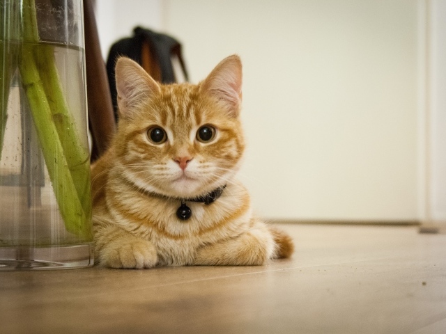 Красивый рыжий кот лежит у вазы с цветами