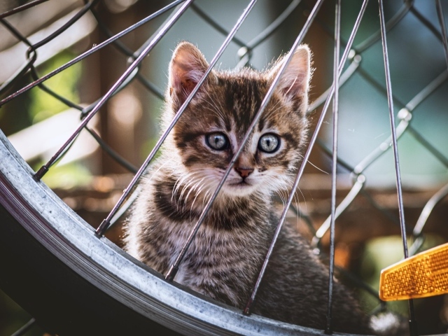 Серый маленький котенок прячется за колесом