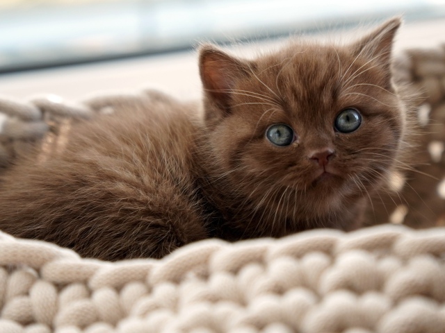 Маленький британский котенок лежит на лежанке