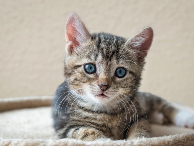 Маленький серый голубоглазый котенок лежит на лежанке