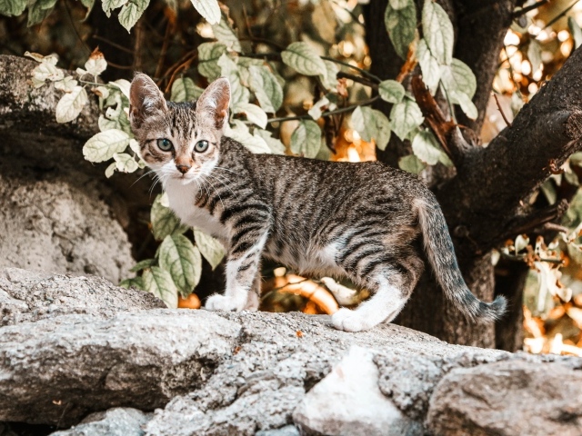 Маленький серый котенок стоит на камне