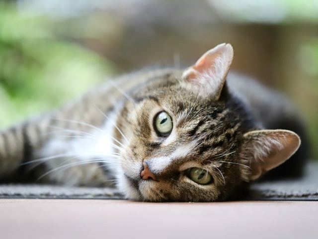 Красивый серый полосатый голубоглазый кот