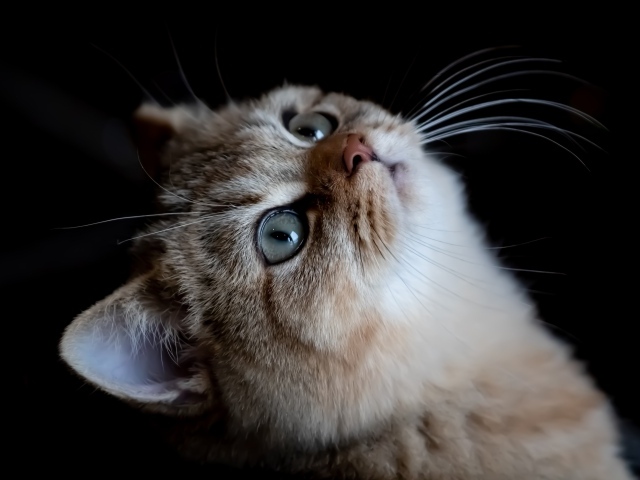 Красивая породистая кошка смотрит вверх