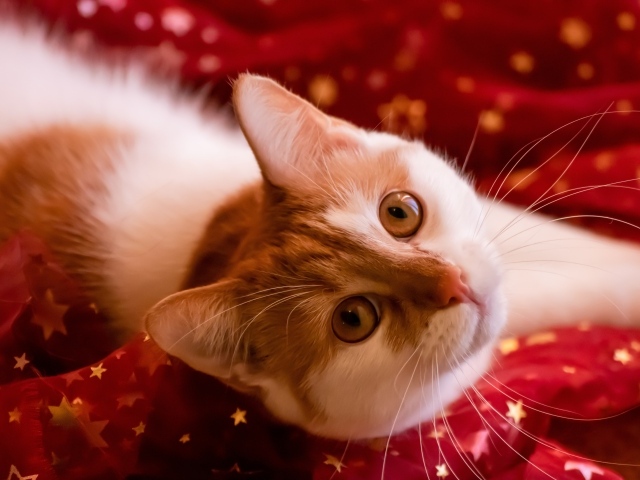 Красивые рыжие глаза у домашнего кота