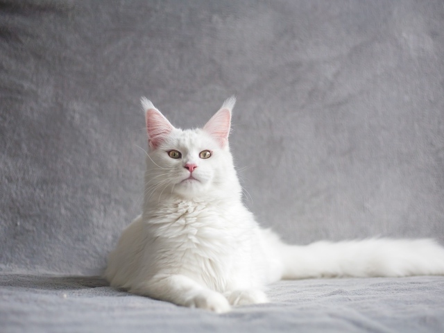 Красивый белый кот породы мейн кун
