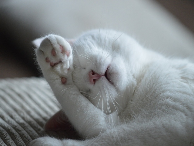 Красивый белый кот спит на кровати 
