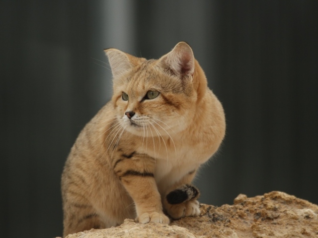 Красивый дикий барханный кот 