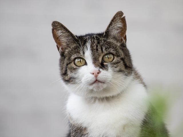 Красивый дворовой кот на сером фоне