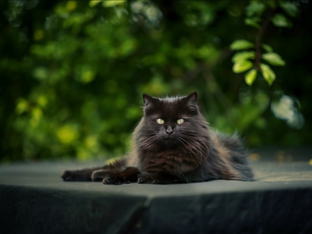 Большой черный кот лежит на столе