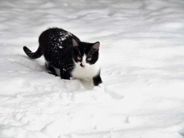 Черно-белый кот идет по снегу