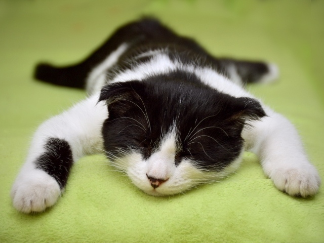 Черно-белый домашний кот спит на кровати