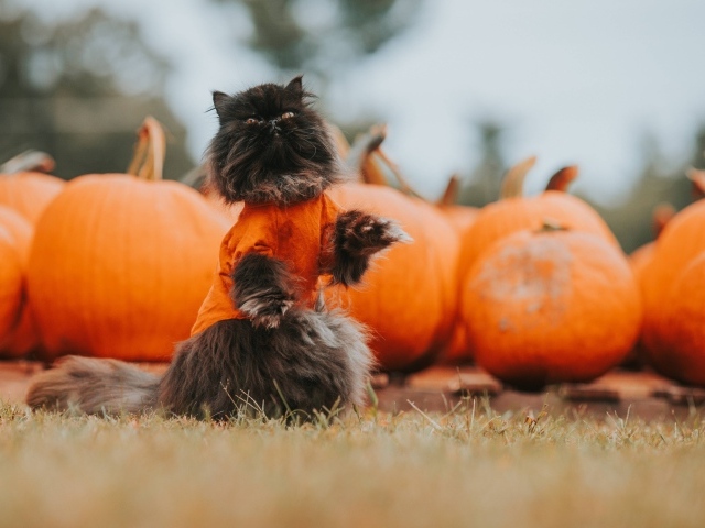 Черный кот с тыквами