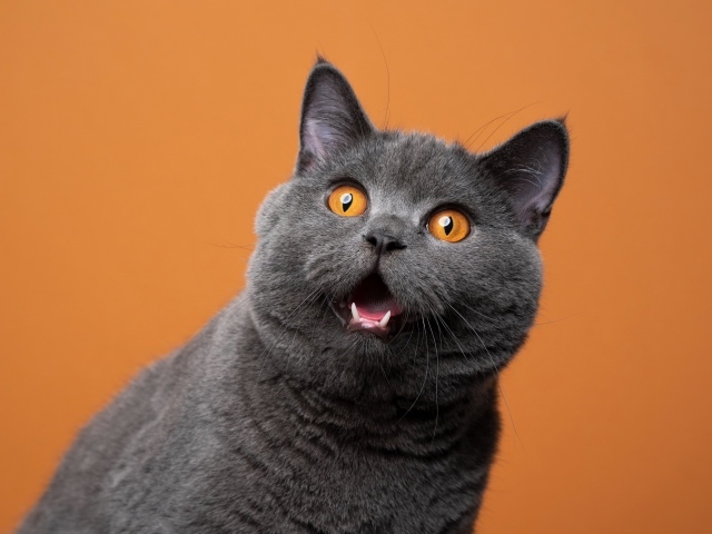 Британский кот с открытым ртом на оранжевом фоне
