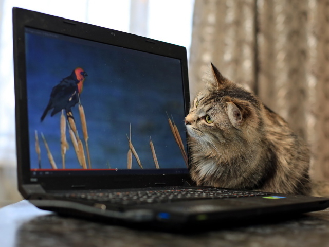 Любопытный серый кот с ноутбуком