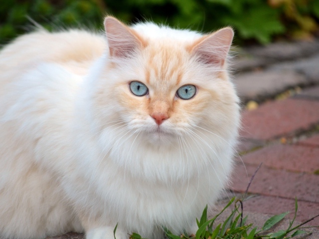 Пушистый кот с красивыми голубыми глазами