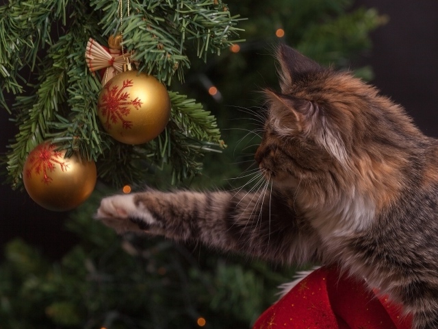 Серый кот играет с игрушками на елке