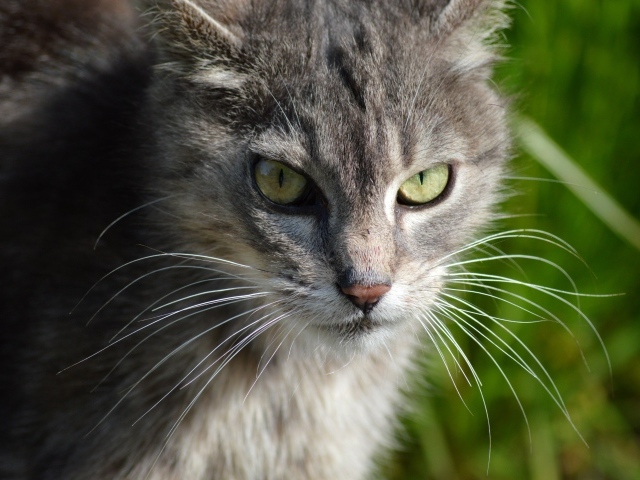 Серый кот с зелеными глазами на улице