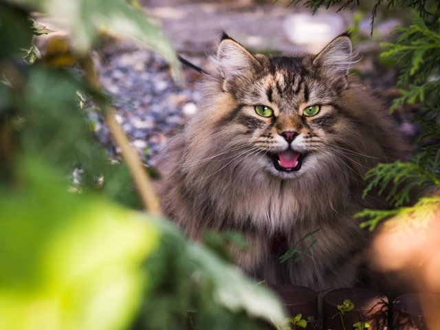 Зеленоглазый пушистый сибирский кот в кустах