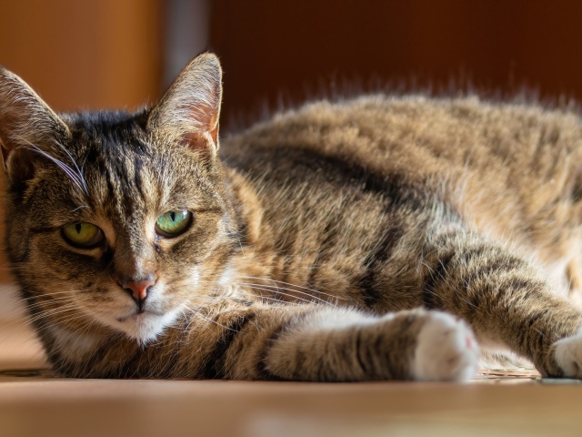 Большой домашний серый кот с зелеными глазами