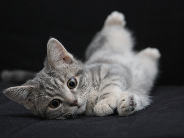Маленький серый котенок на черном покрывале