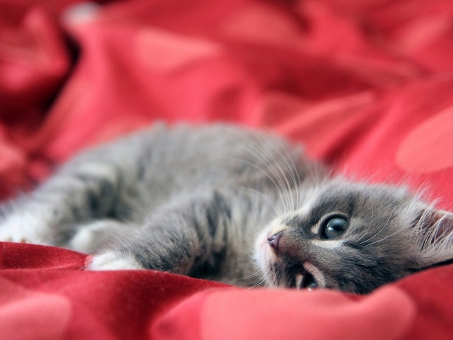 Маленький серый котенок на красном покрывале