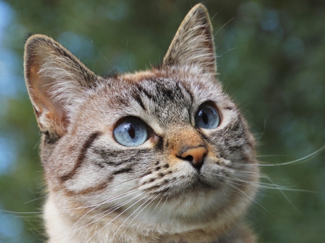 Морда породистой кошки с голубыми глазами