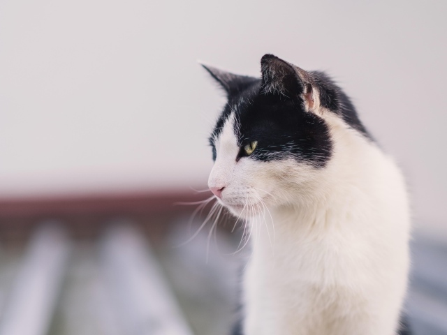 Морда серьезного черно-белого кота