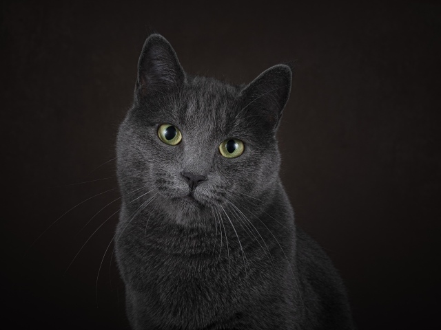 Русская голубая кошка на черном фоне