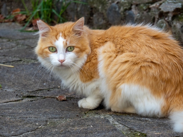Грустный рыжий с белым кот сидит на дороге