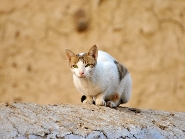 Грустный бродячий кот сидит на камне