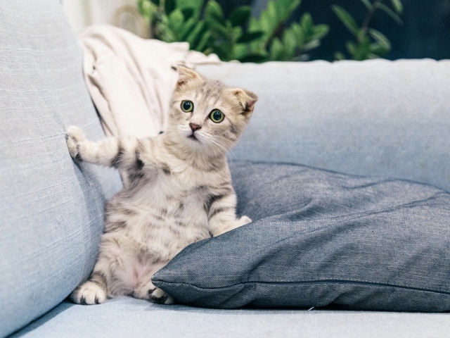 Испуганный котенок лежит на диване