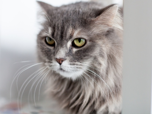 Серьезный взгляд пушистого серого кота