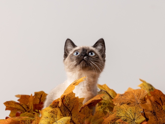 Маленький сиамский котенок в листьях на белом фоне