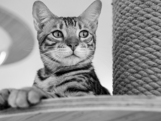 Серый кот стоит у когтеточки