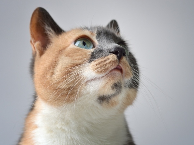 Трехцветная кошка на сером фоне