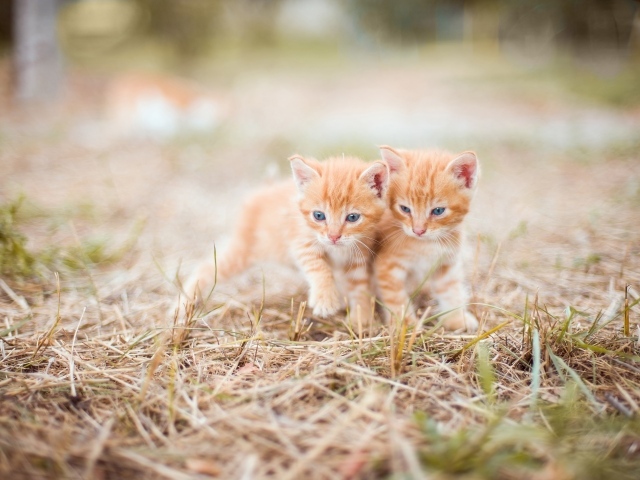 Два маленьких рыжих котенка стоят на траве
