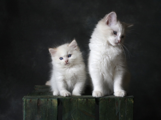 Два маленьких белых котенка на сером фоне