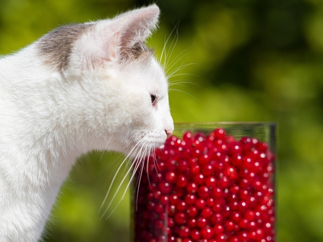 Белый кот нюхает ягоды красной смородины