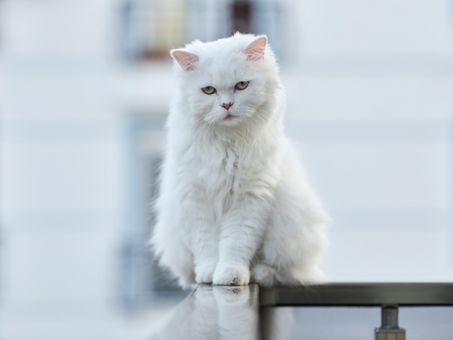 Белый грустный кот с зелеными глазами