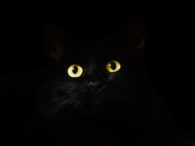 Желтые светящиеся глаза кошки на черном фоне