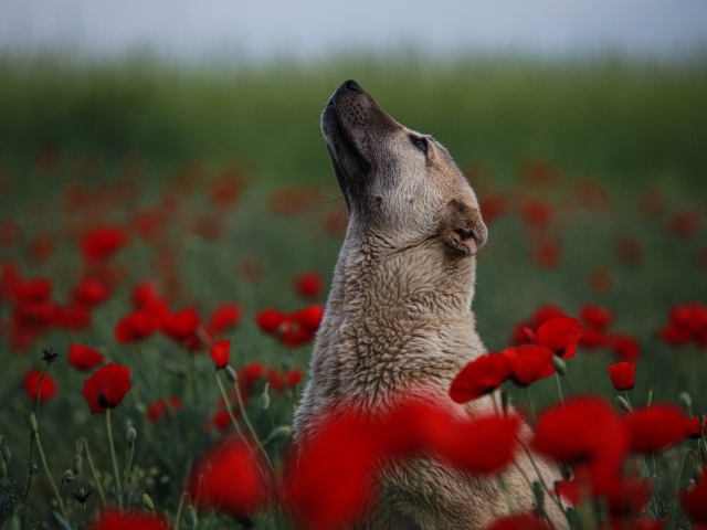 Большая собака сидит в цветах красного мака