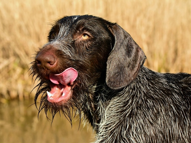 Черный пес породы Дратхаар с высунутым языком
